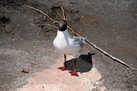 Bird with shoes