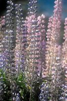 Lupinos