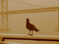 Cruise Passanger