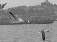 Seagull Escort