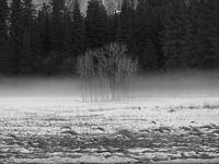 Standing Mist