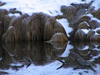 Hairy Straw