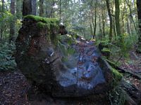 Redwood Trunk