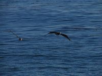 Pelican Top Gun