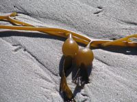 Fruta del Mar
