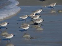 Busy Birds