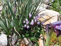 Cyclamen