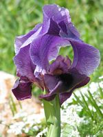 Gilboa Iris 1