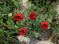 Crown Anemones