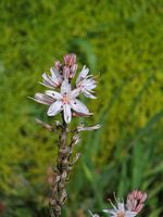 Asphodel