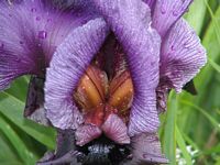 Gilboa Iris 2