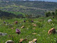 Wild Irises