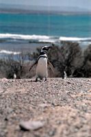 Punta Tombo Penguins