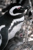 Pingu